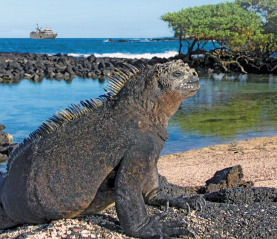 Iguana sunning